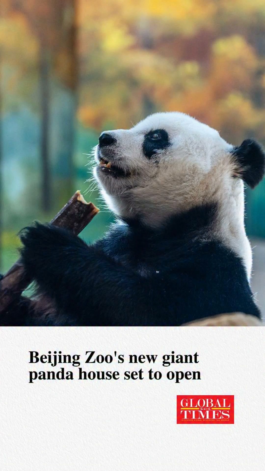 A new giant panda facility at Beijing Zoo opens to the public on