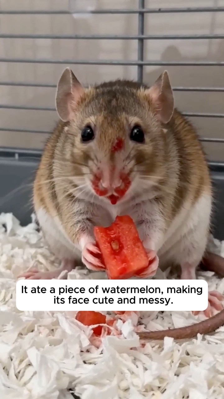 The kissing mouse, short but sweet | The Mouse family that live by