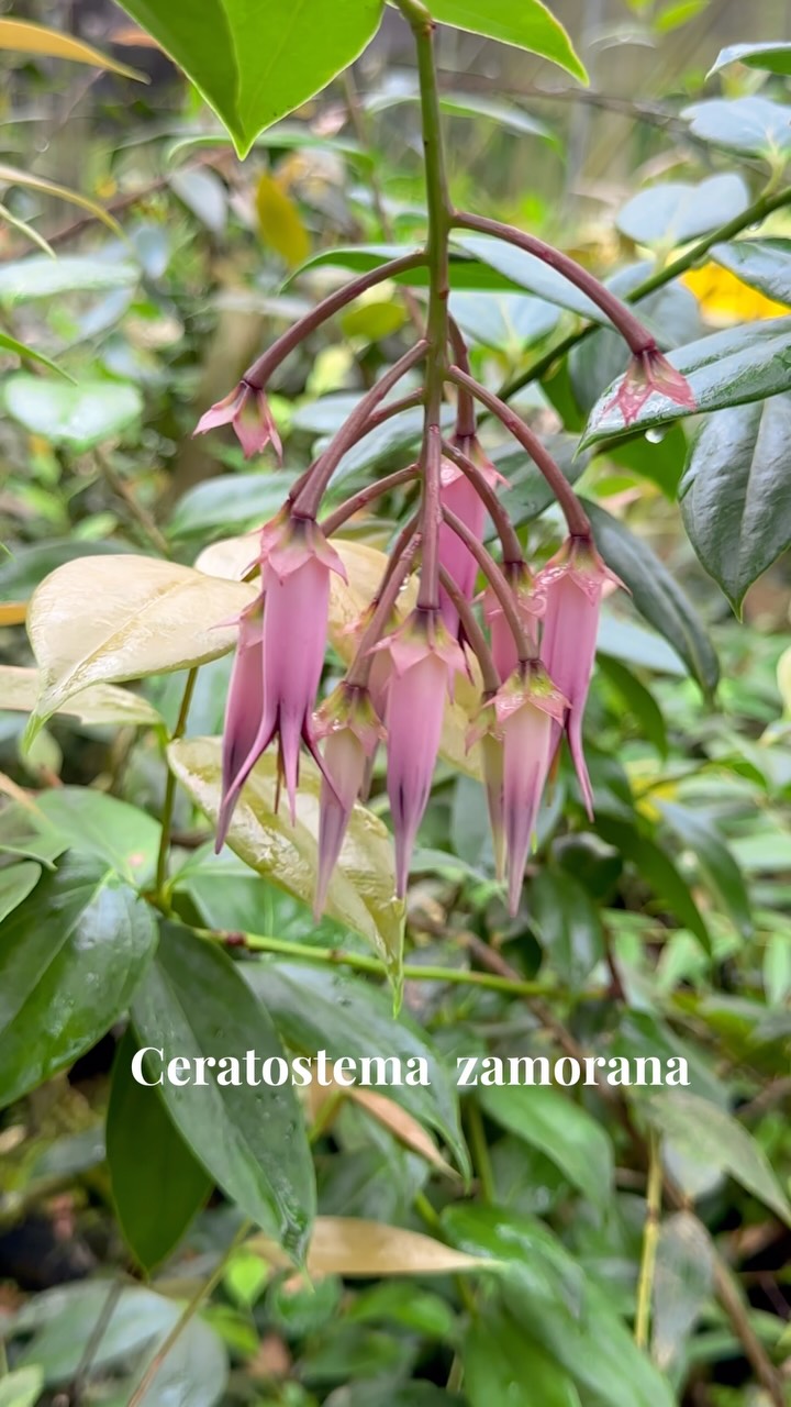 その他観葉植物 ceratostema zamorana Ceratostema zamorana
