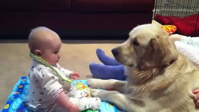 Golden Retriever Turkiye Bebek Bakicisi Facebook