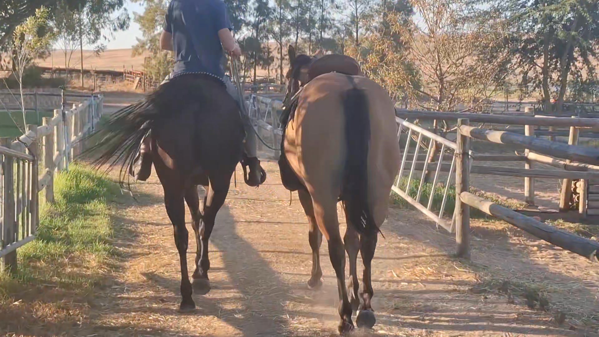 Twinranch Quarter Horses