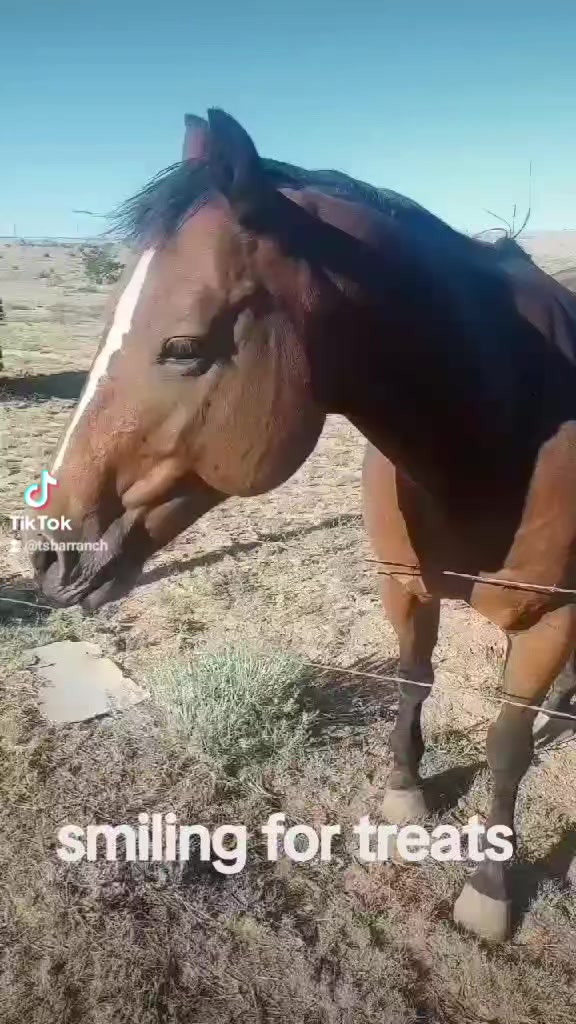 TS Bar Ranch on Reels | Facebook