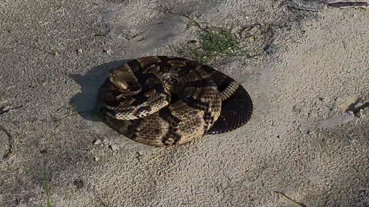 🧐 Rattlesnake hiding in plain sight. This is the third