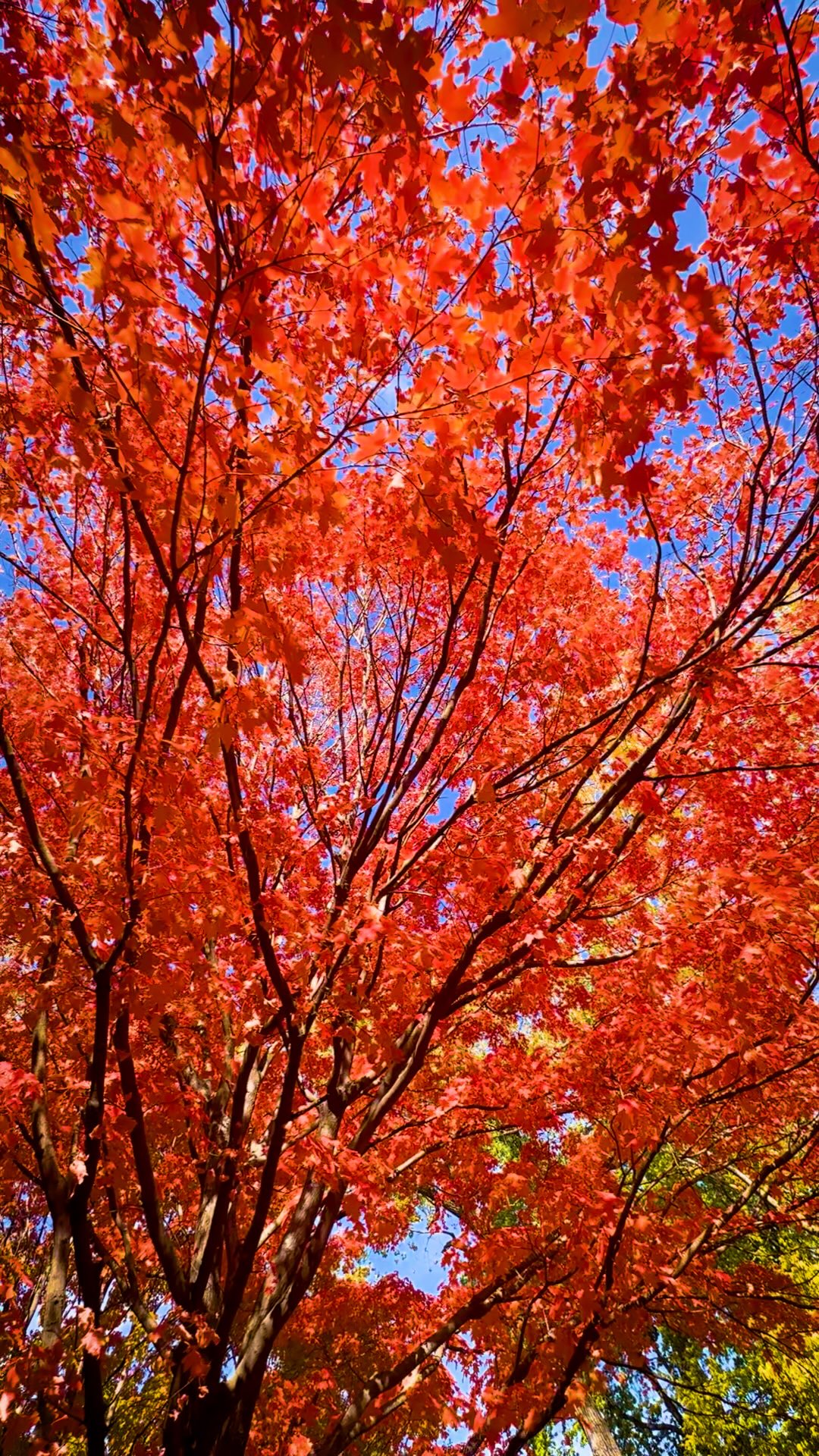 It's getting close to that time and season when the trees around Kansas ...