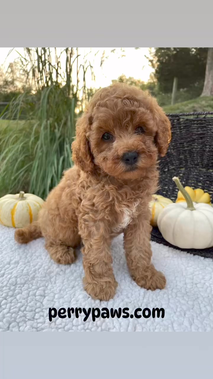Perry Paws | Newport PA