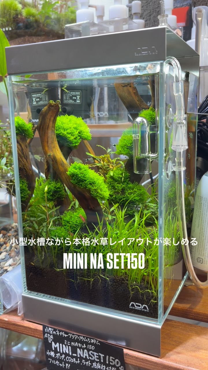 Aquarium - ADA ブランチウッド入荷‼︎ 60㎝水槽以下に使いやすいM