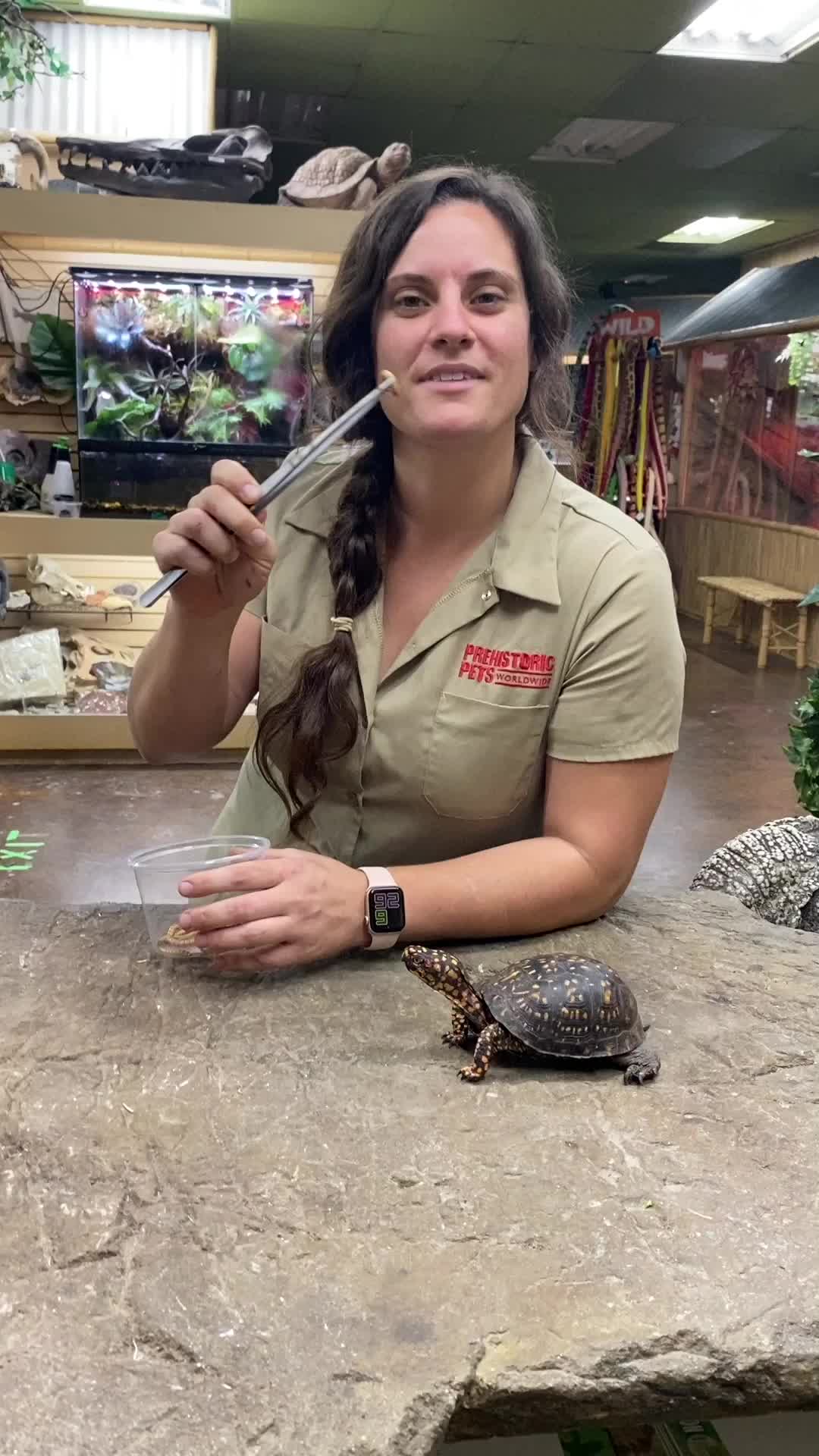 Turtles & Lizard at The Reptile Zoo Some of the animals here at The