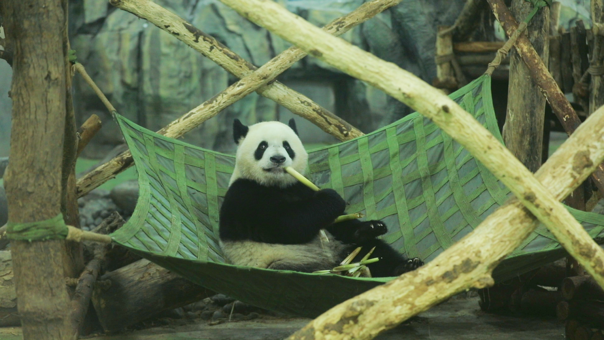 Don't blink. Panda's saying hi. Cuteness overload warning! #panda