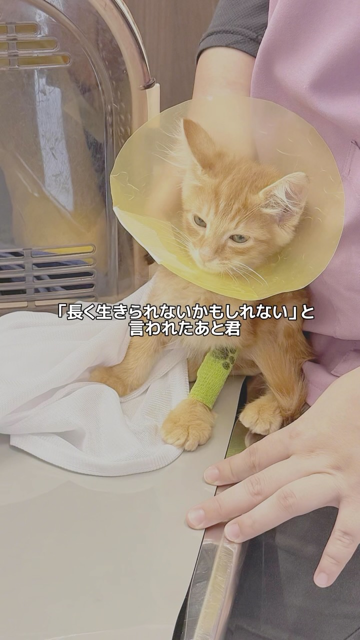 🐾新教材リリース🐾】 北里大学 獣医学部 獣医学科 獣医伝染病学研究室