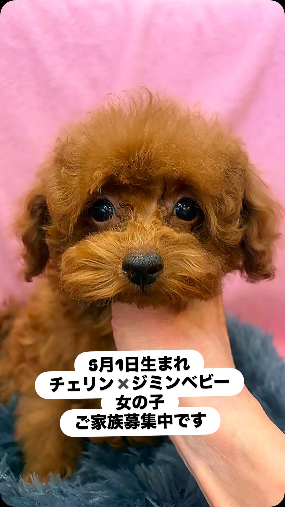 トイプードル専門ブリーダー ワンワンciao | Nerima-ku Tokyo