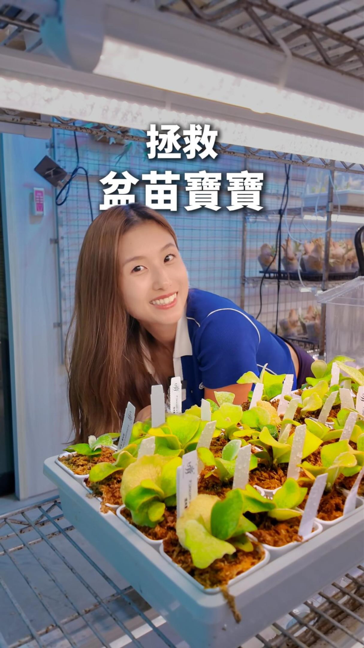 P.willinckii Jade girl》玉女在這麼炎熱的夏天，住在35、6度的溫室
