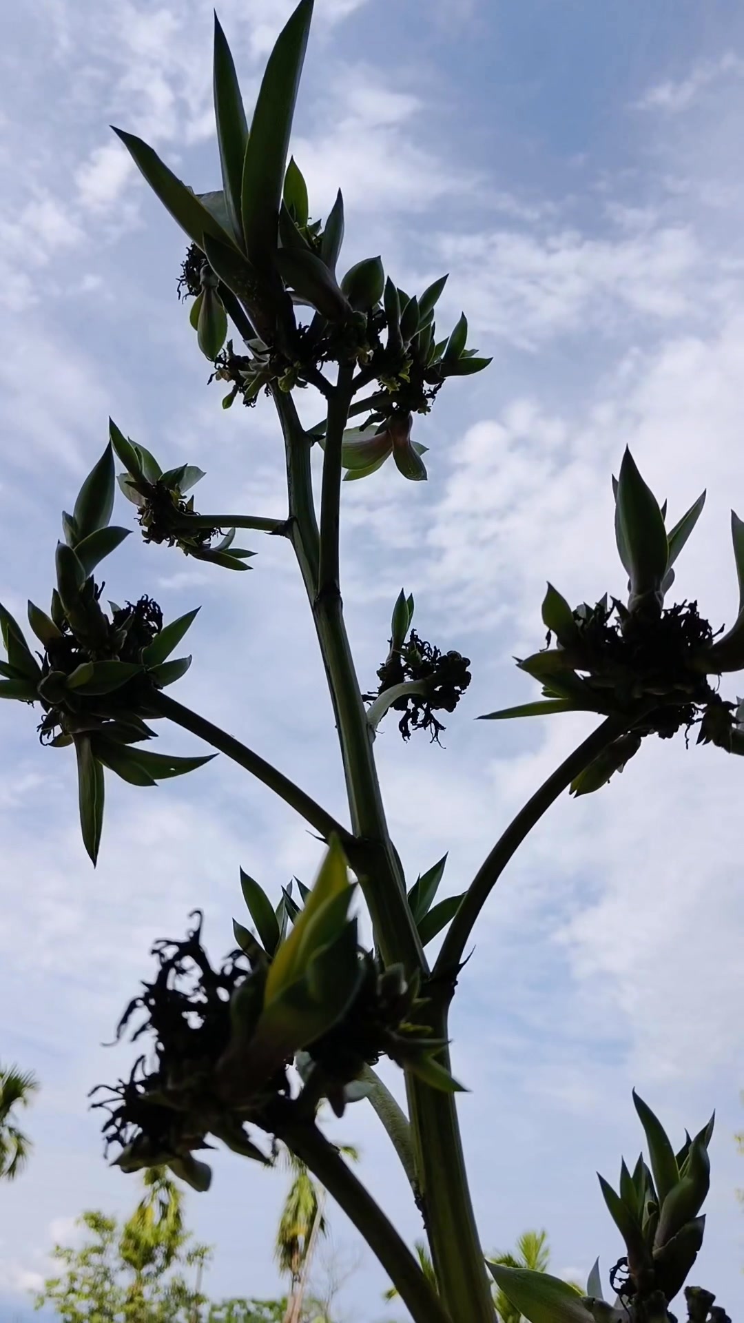 Join us for a horticultural autopsy on our garden specimen of
