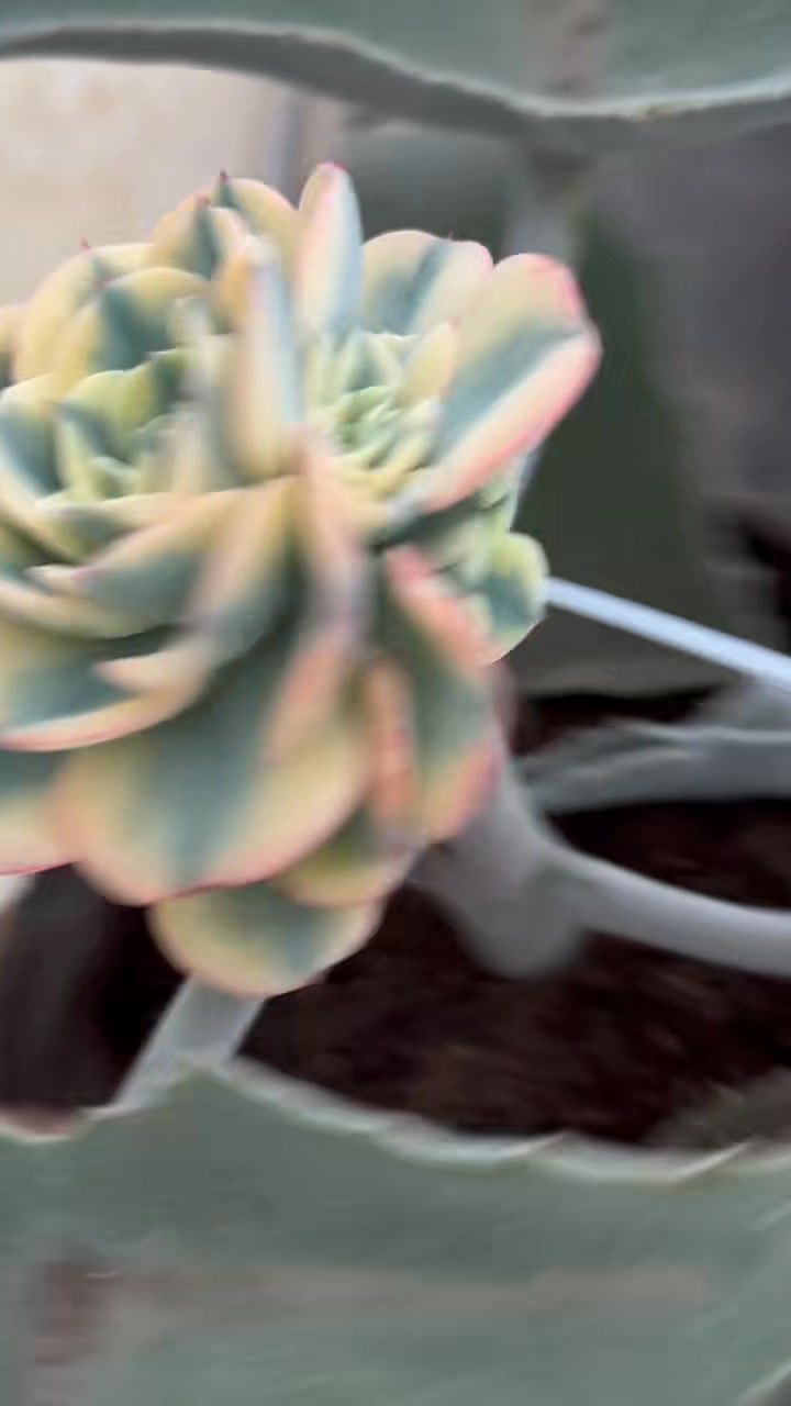 奶油仙子锦群Echeveria Atlantis variegated cluster USD 90