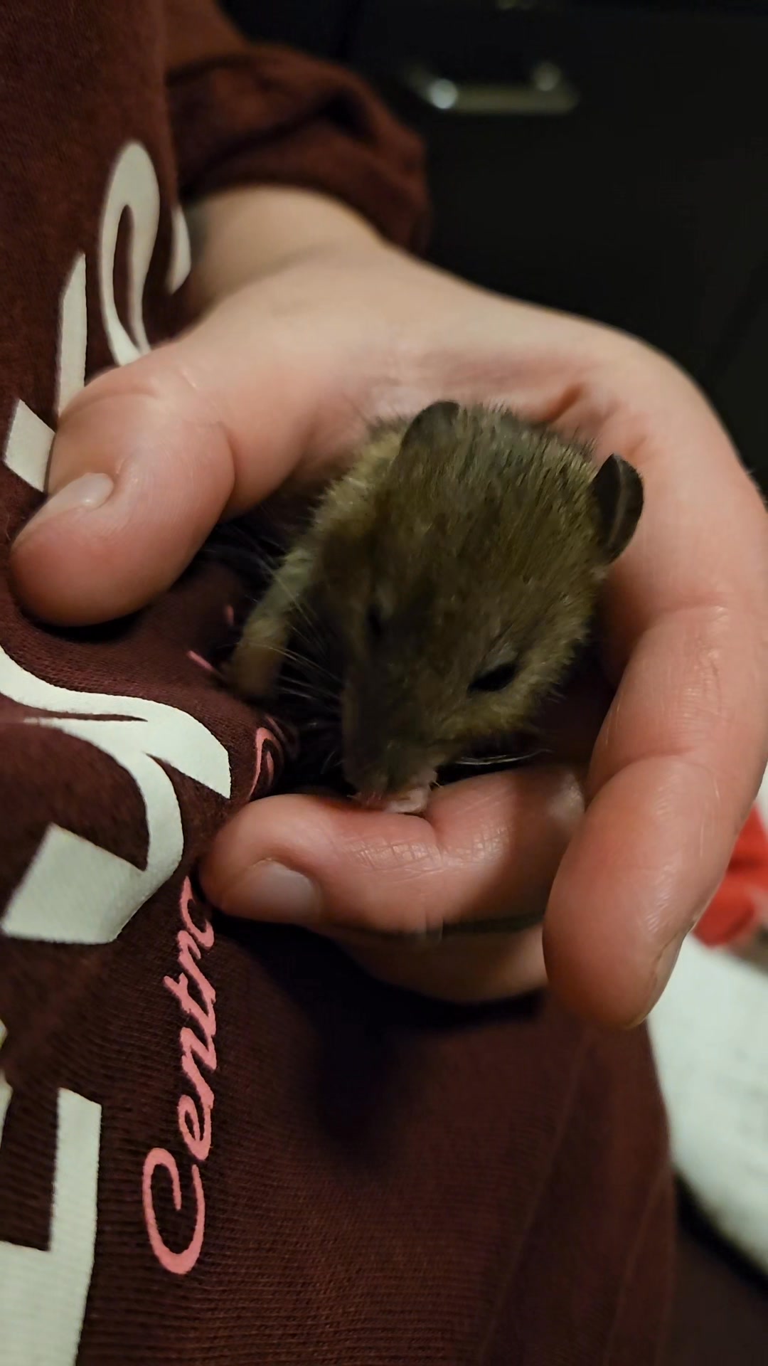 Wilde ratten zijn vies, wordt er dan gezegd. Het tegendeel is waar. Van ...