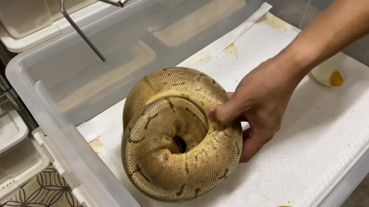 Shadow BallPython | Nakhon Sawan