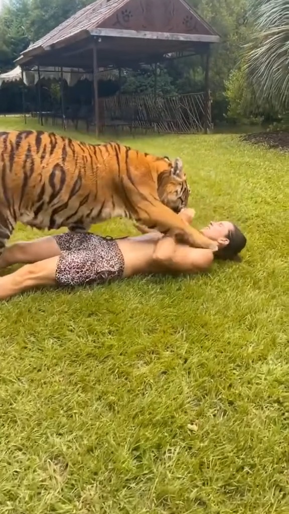 Tiger love 🐯💖 | Kody Antle