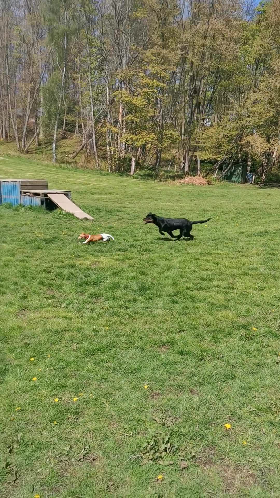 Lovely to watch this little friendship blossoming, little and large ...