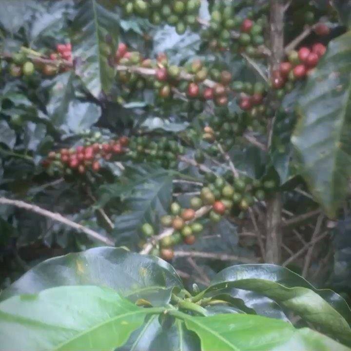 Finca Don Ramón | San Isidro