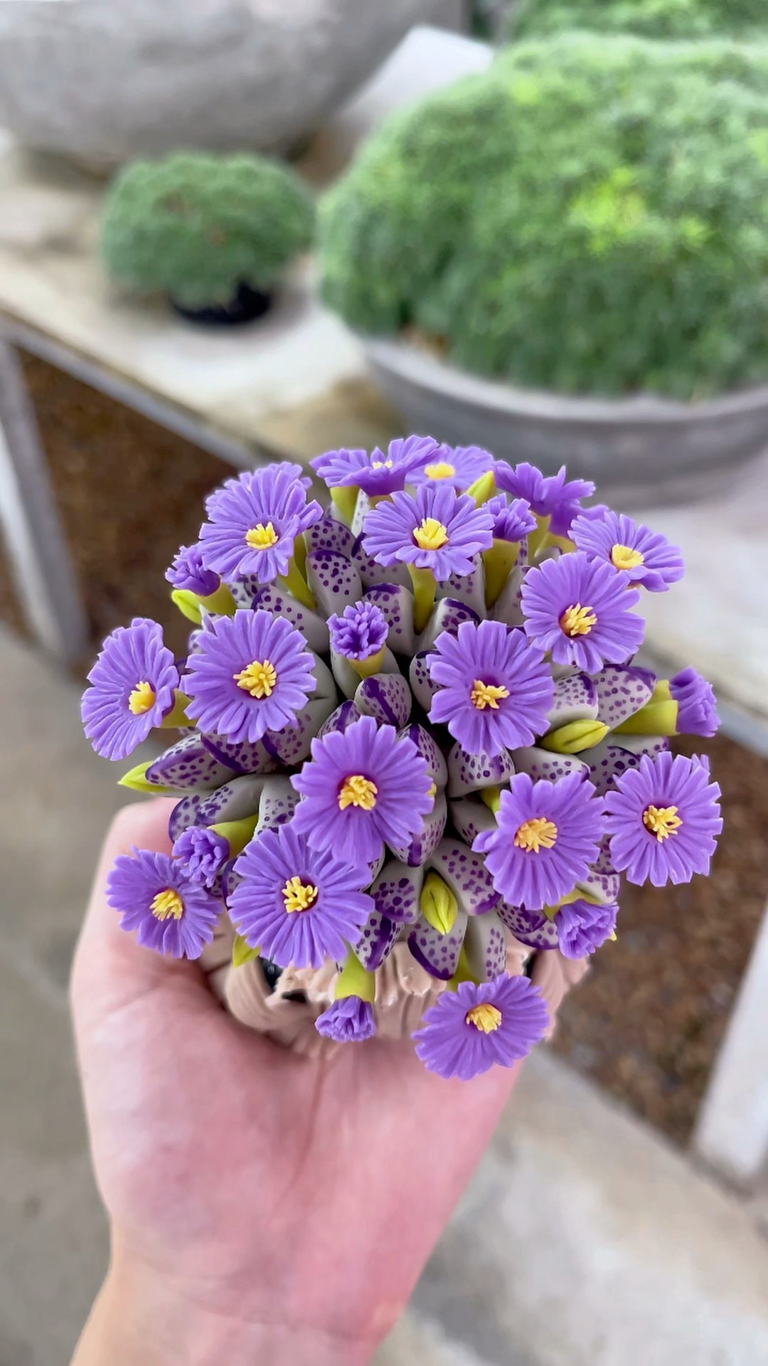🥰🌵🪻💜🤏🏻 ” #cactus #succulents #plants #plant #conophytum