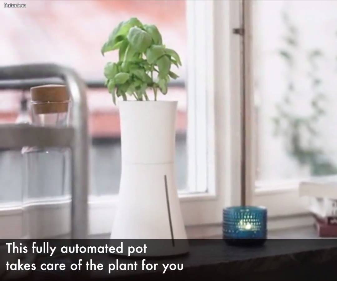 a hydroponic pot | plant | No more neglecting your household plants ...