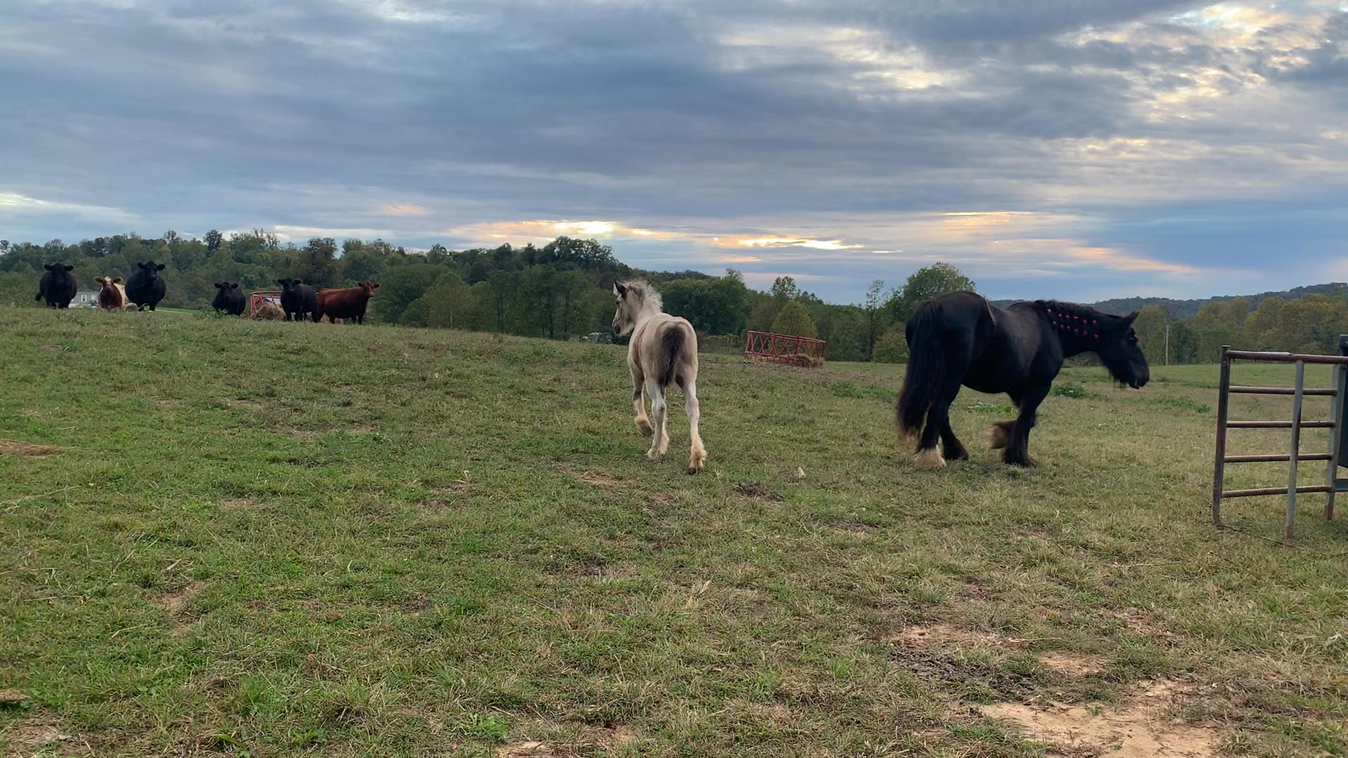 Is it just me or do the lady moo’s seem upset they have ponies in their ...