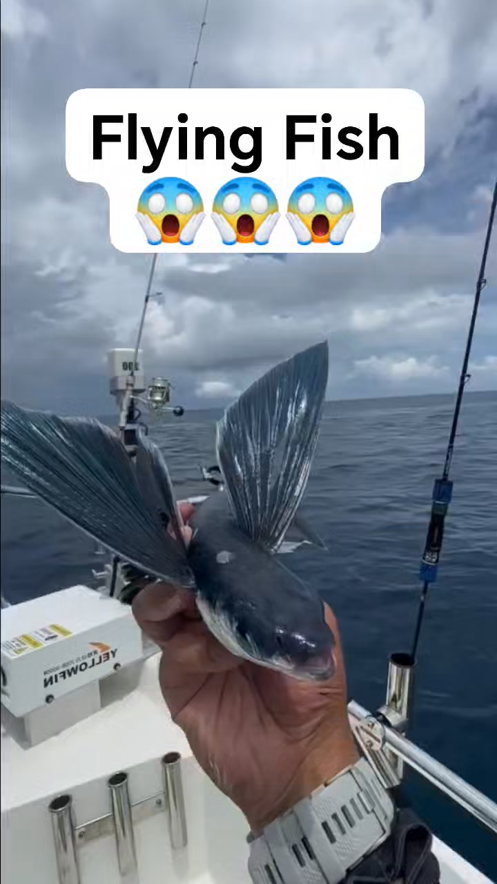 bagleys b52 fishing lure Bagley Pro Sunny B Realistic Shad; 3 in Blue Blue Blooowin 140S Pounds Test:30 BFS wire construction