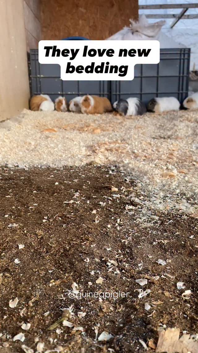 View of Fresh wood shavings for guinea pigs🙂 #guineapig #guineapigs # ...