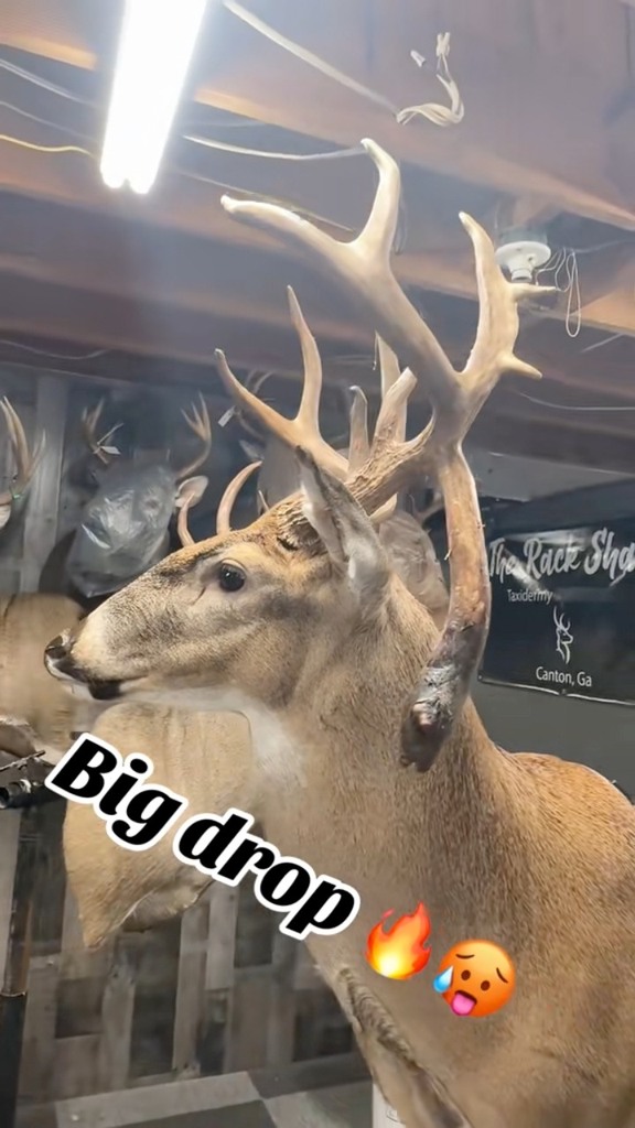 Big drop tine buck taken locally! | Holcombe’s Rack Shack Taxidermy ...