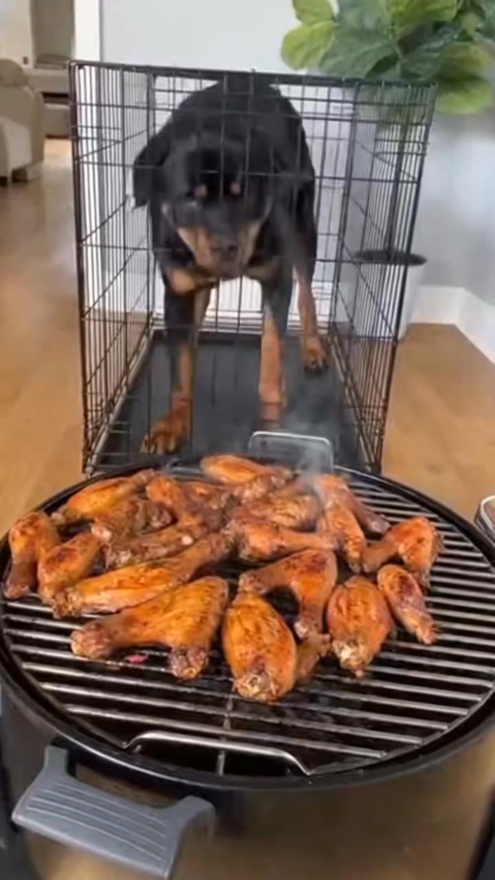 Crying? Or.. 🤣🤣 : #fblifestyle #rottweiler #dogsofinstagram #dog # ...