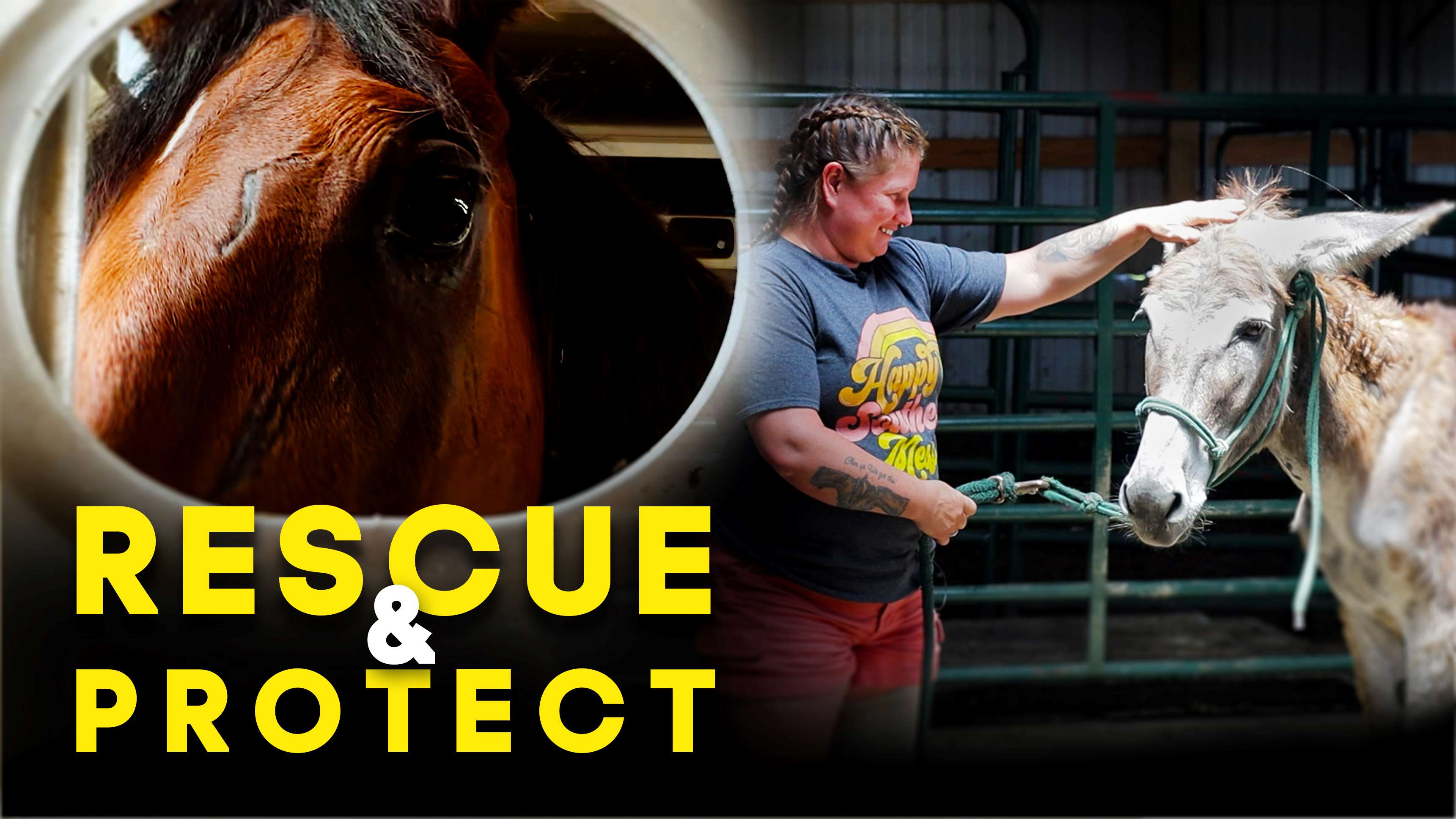 Rescue and Protect - Horse Shelter Heroes S3E19 | There is a covert ...