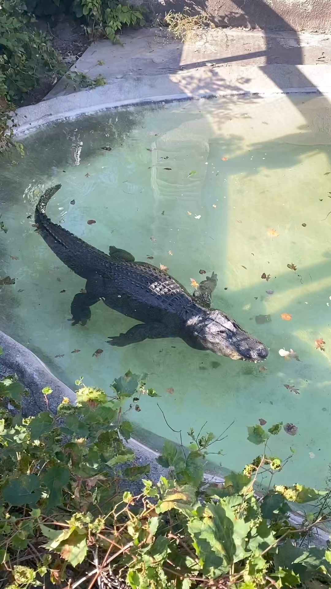 Smiley the alligator is on the move! Check out the way he uses his tail ...