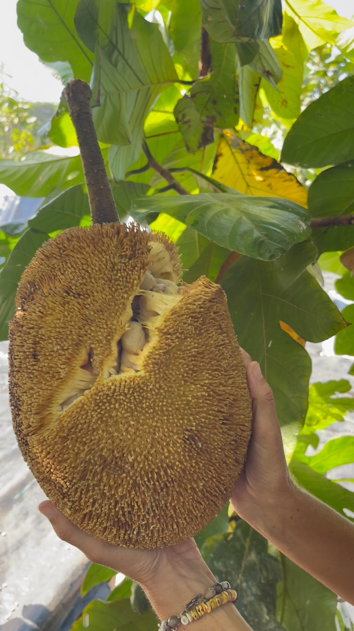 come pick a marang fruit with me! this marang tree constantly