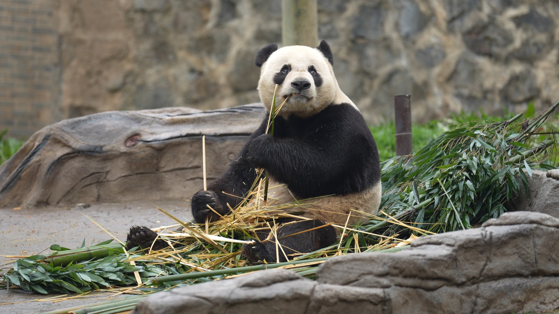 Don't blink. Panda's saying hi. Cuteness overload warning! #panda