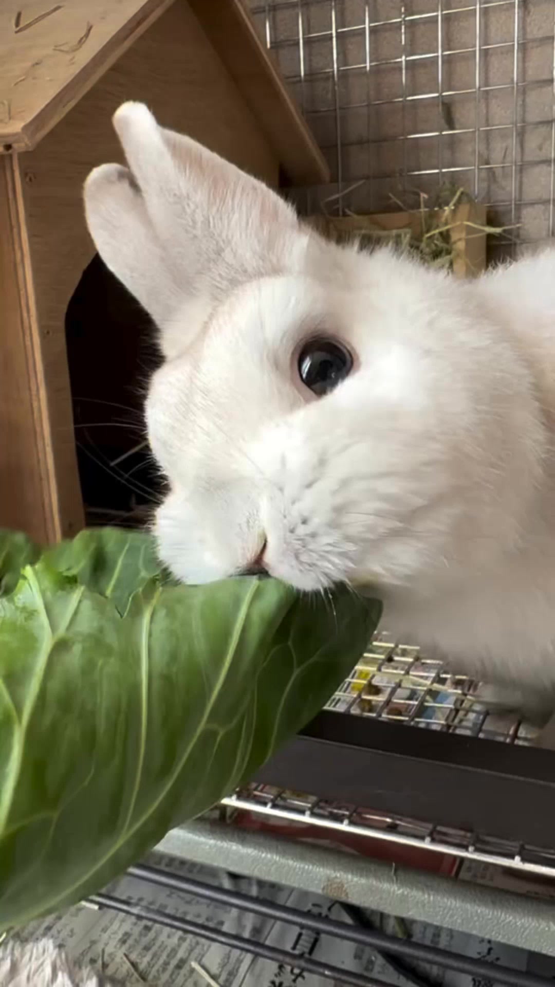 Throwback Thursday- breakfast for the main colony. #bunny #rabbit # ...