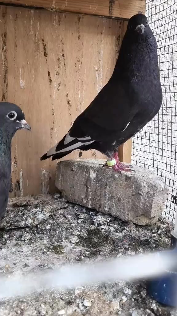 بينو بينو