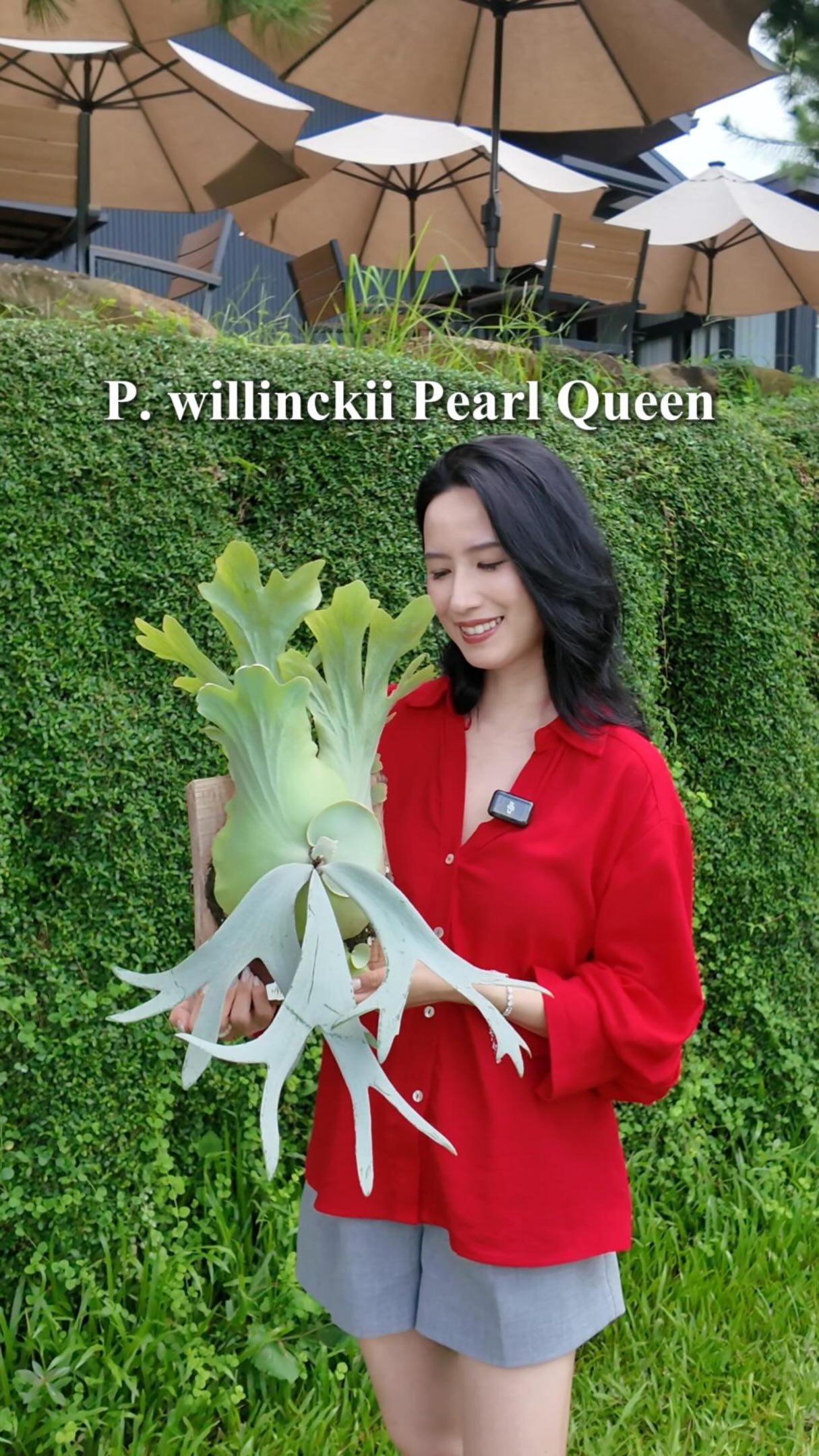 P.willinckii White boy》白男孩超白皙強壯的白男孩#ビカクシダ