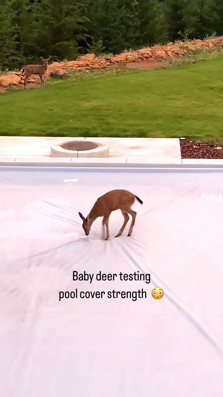 We think it’s safe to say that our Coverstar automatic pool covers have ...