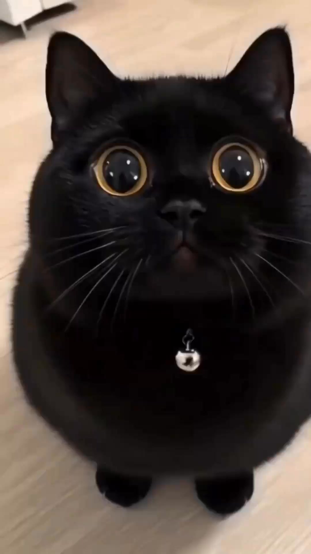 🖤Why We Love Black Cats | Mysterious. Majestic. Mildly Unhinged
