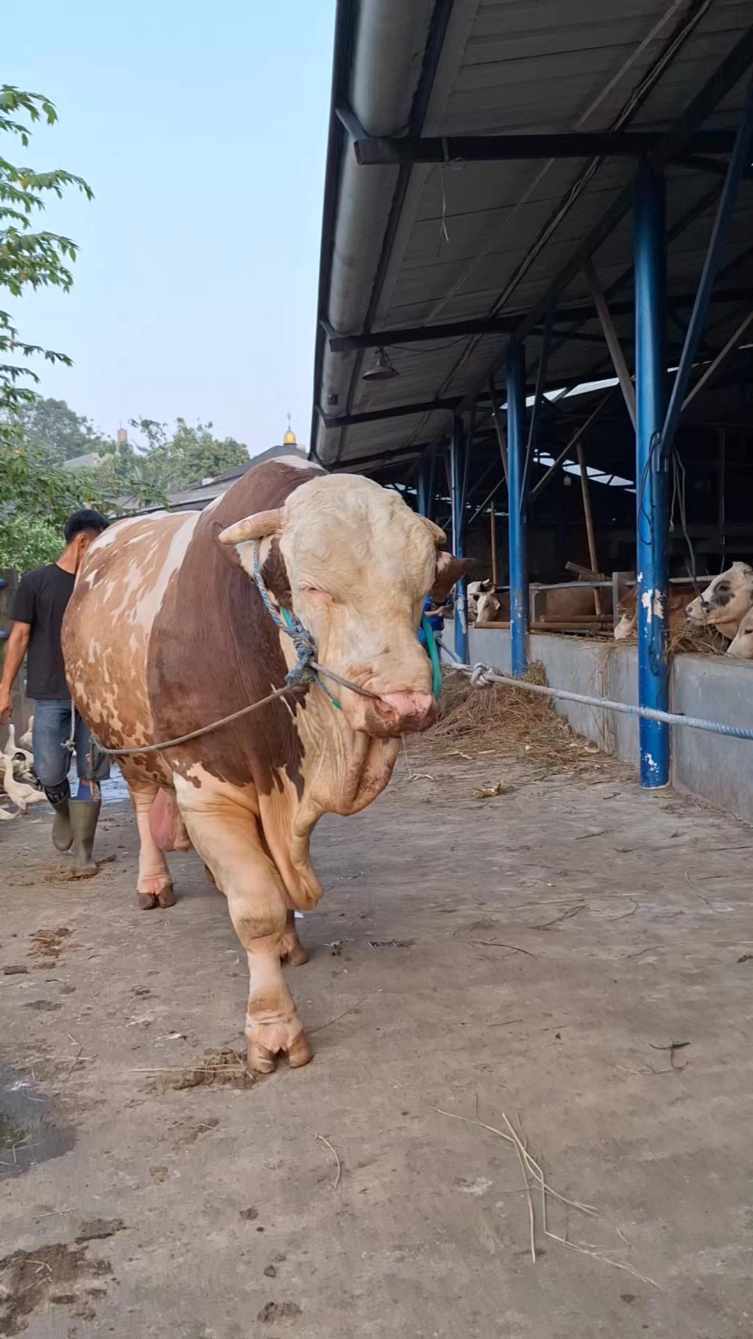Rossi sapi raksasa | Sapi bull | Facebook