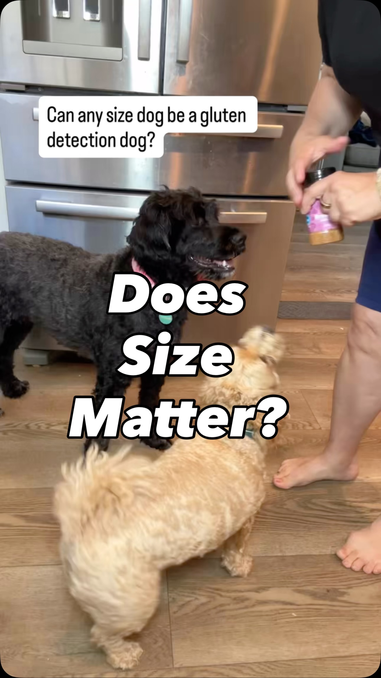 Does the size of the dog matter when training a gluten detection ...