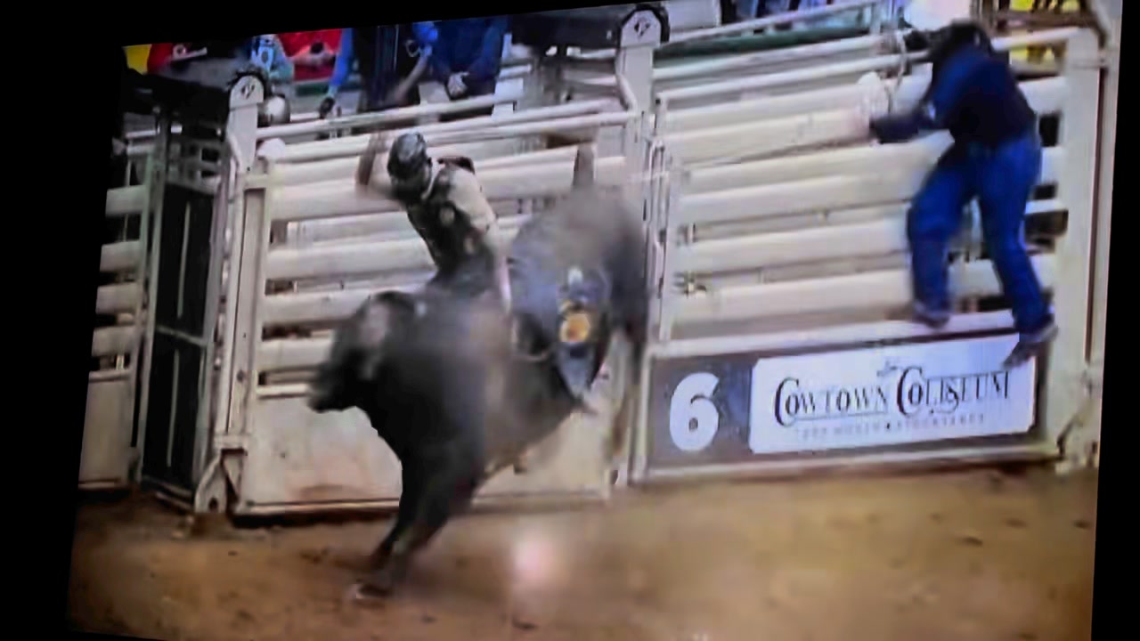 871 “Bison” Ft Worth Texas PBR #teamnix #jdnixrodeocompany #ranchraised ...