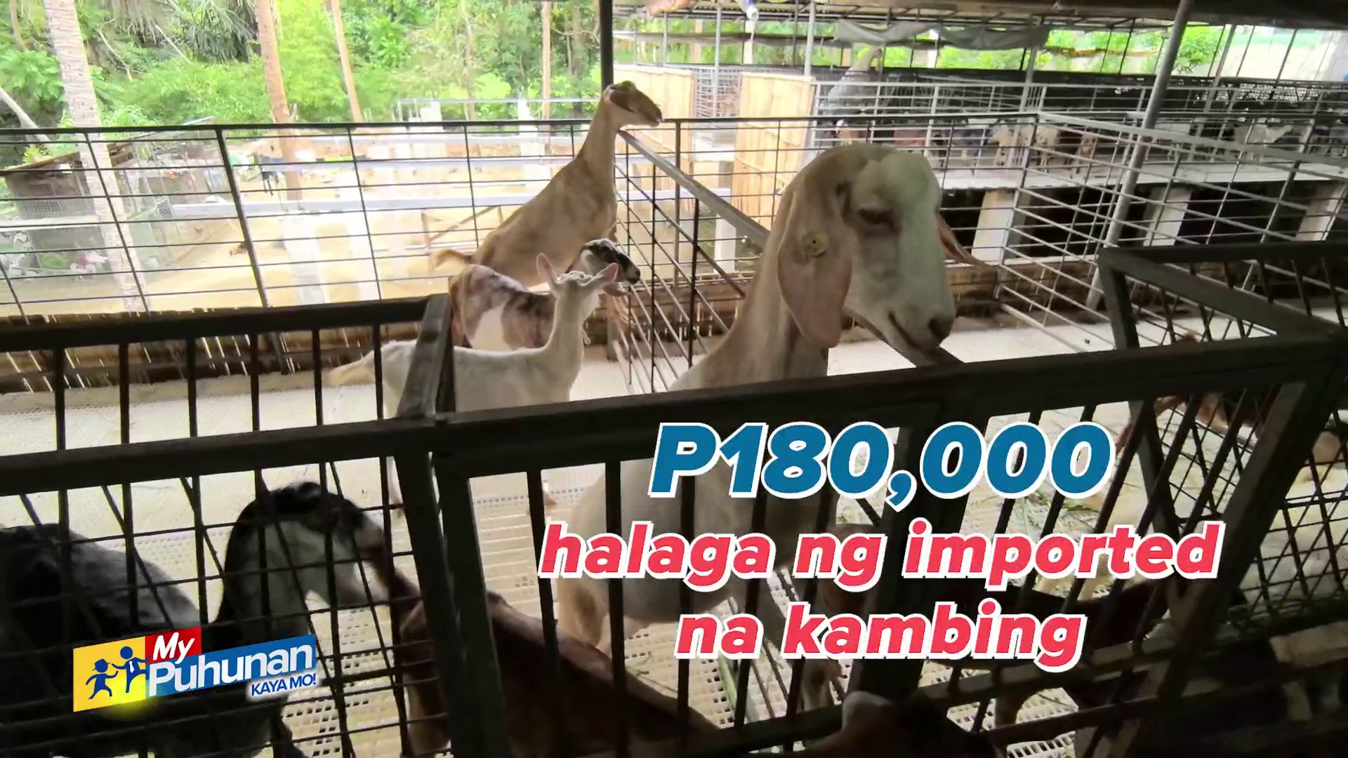 HIGIT P100,000 PATAAS ANG PRESYO NG KAMBING KADA ISA! Gamit ang P50,000 ...