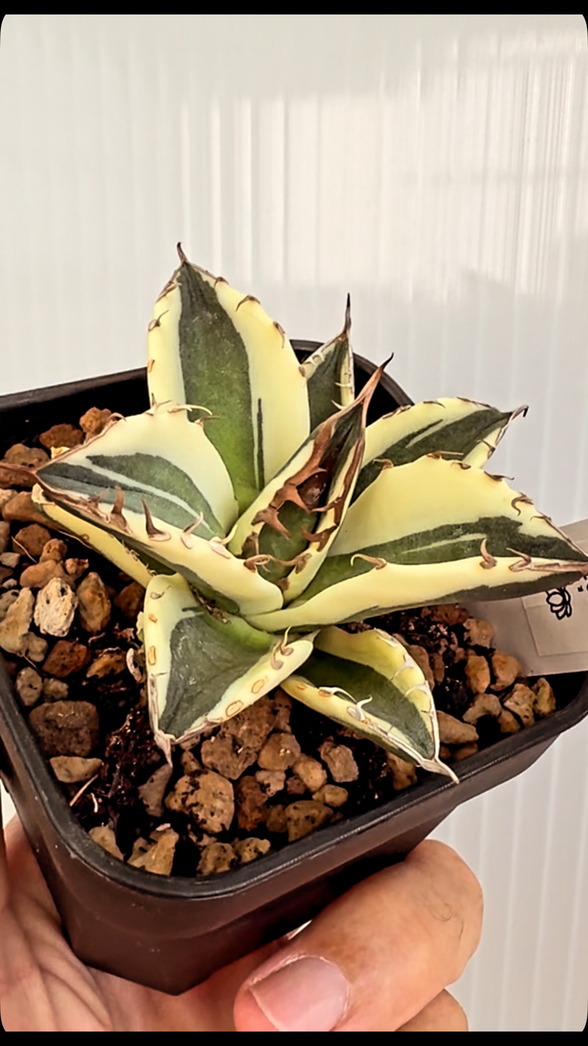 Agave titanota 'Snaggle Tooth' #agavetitanotasnaggle