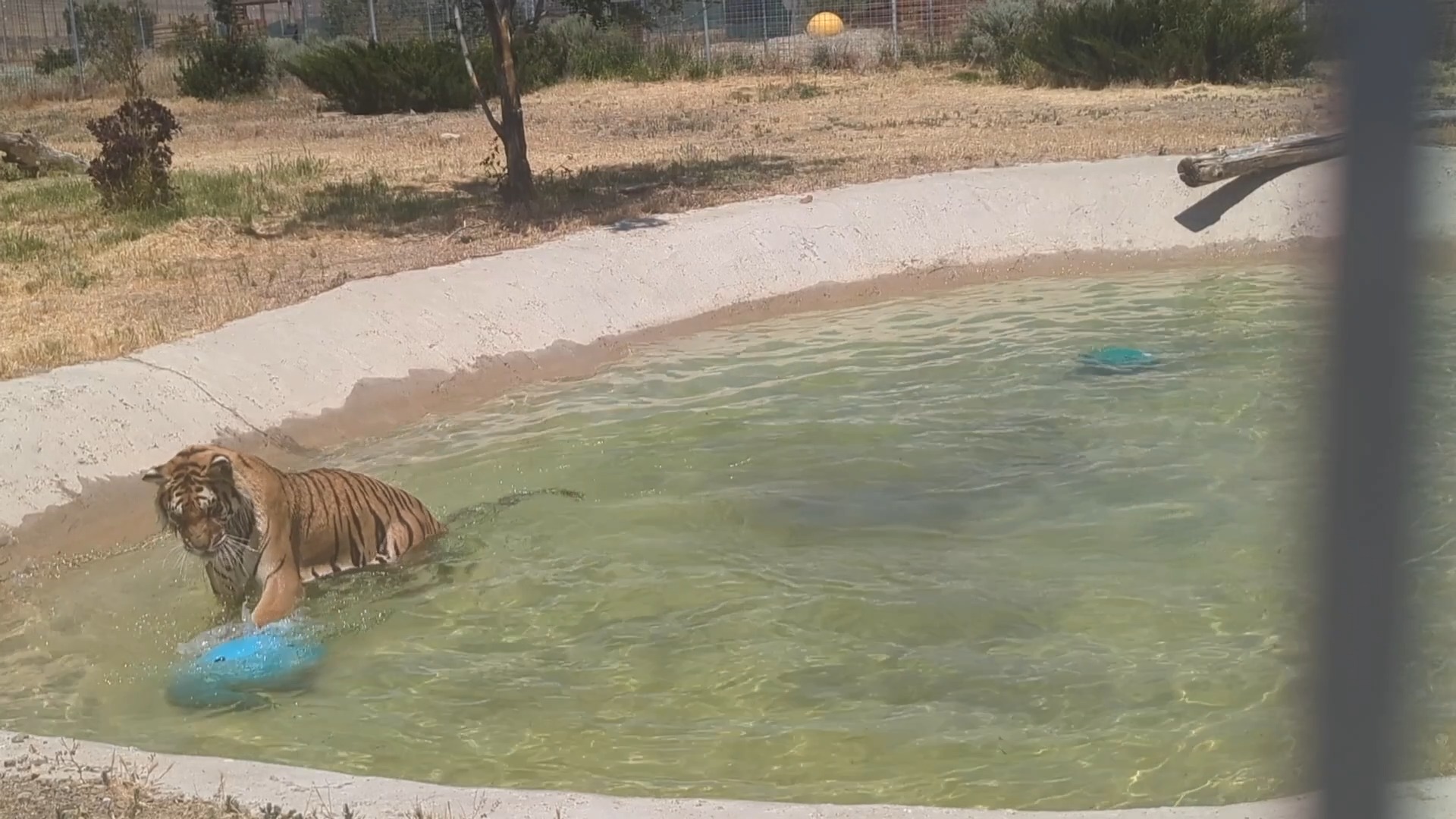 Sundara swimming around and playing with her toys in her pool. Wait ...