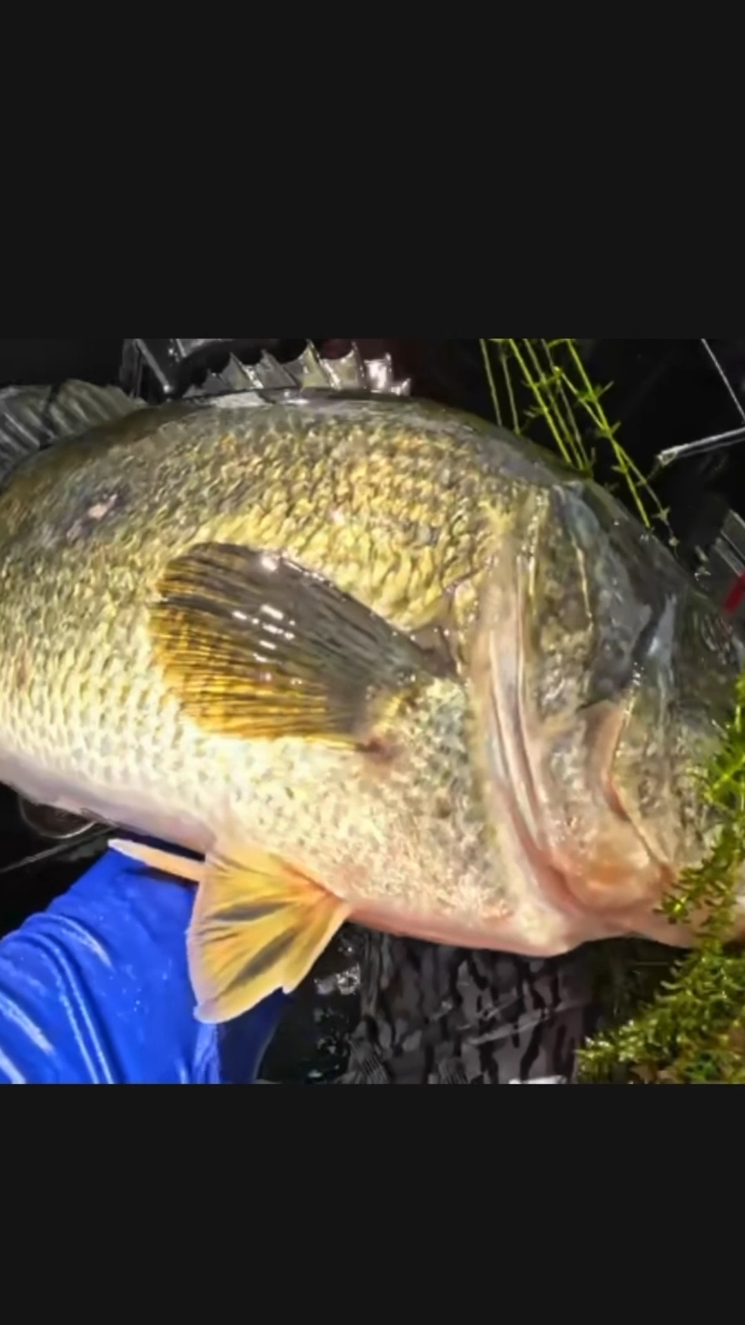 バスプロショップス　ビデオ バスプロショップス ビデオ Fishing Bass pro shops XPS swerve glide