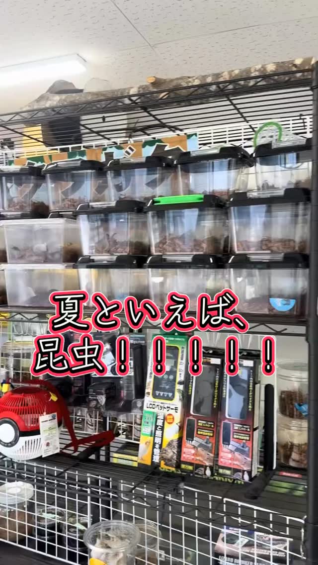 AQUA FISH | Gamo-gun Shiga