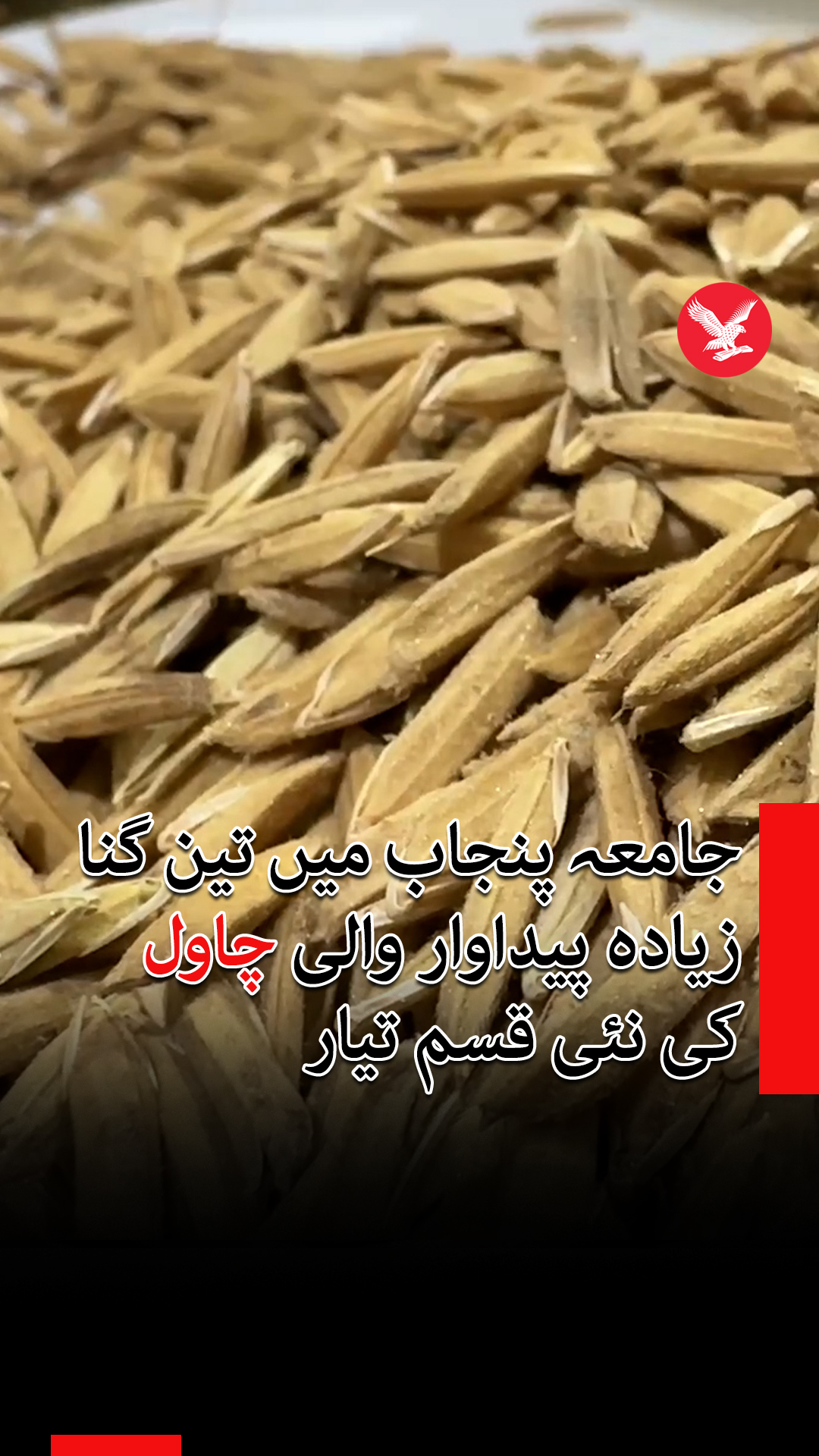 جامعہ پنجاب میں تین گنا زیادہ پیداوار والی چاول کی نئی قسم تیار ...