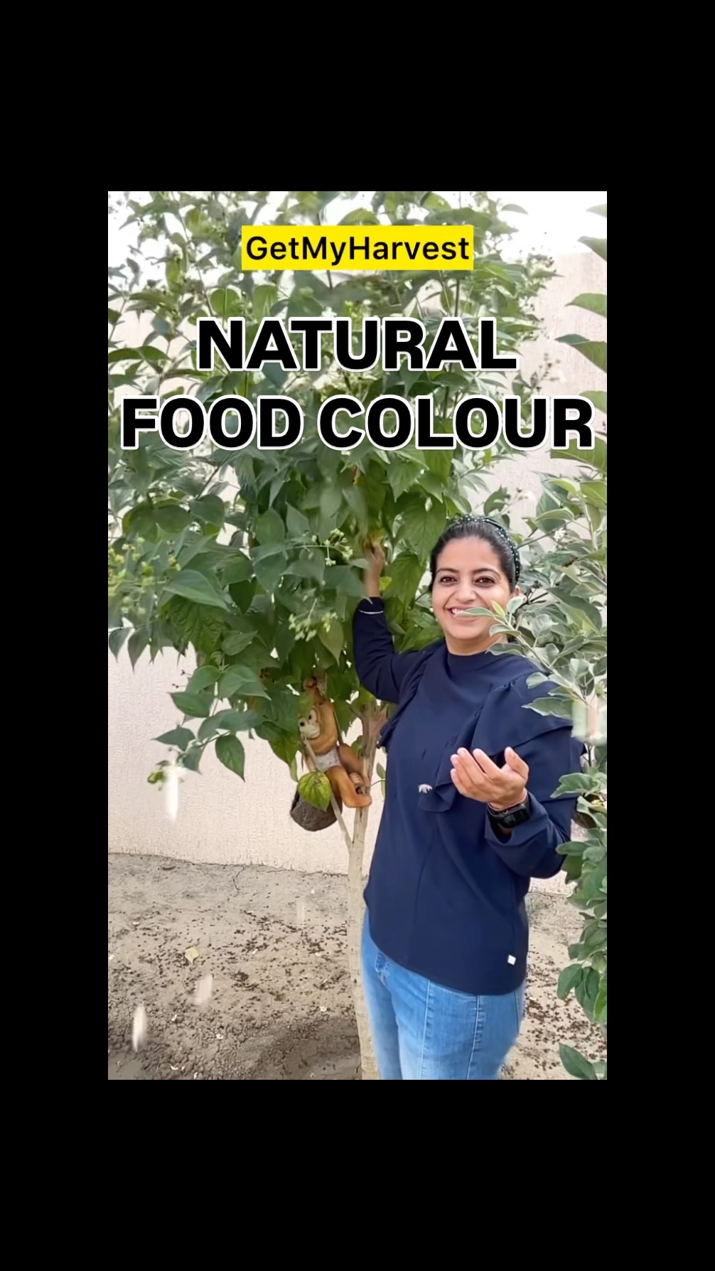 Natural Food Colour from Parijat Flowers . . . #gardenhacks #parijat # ...