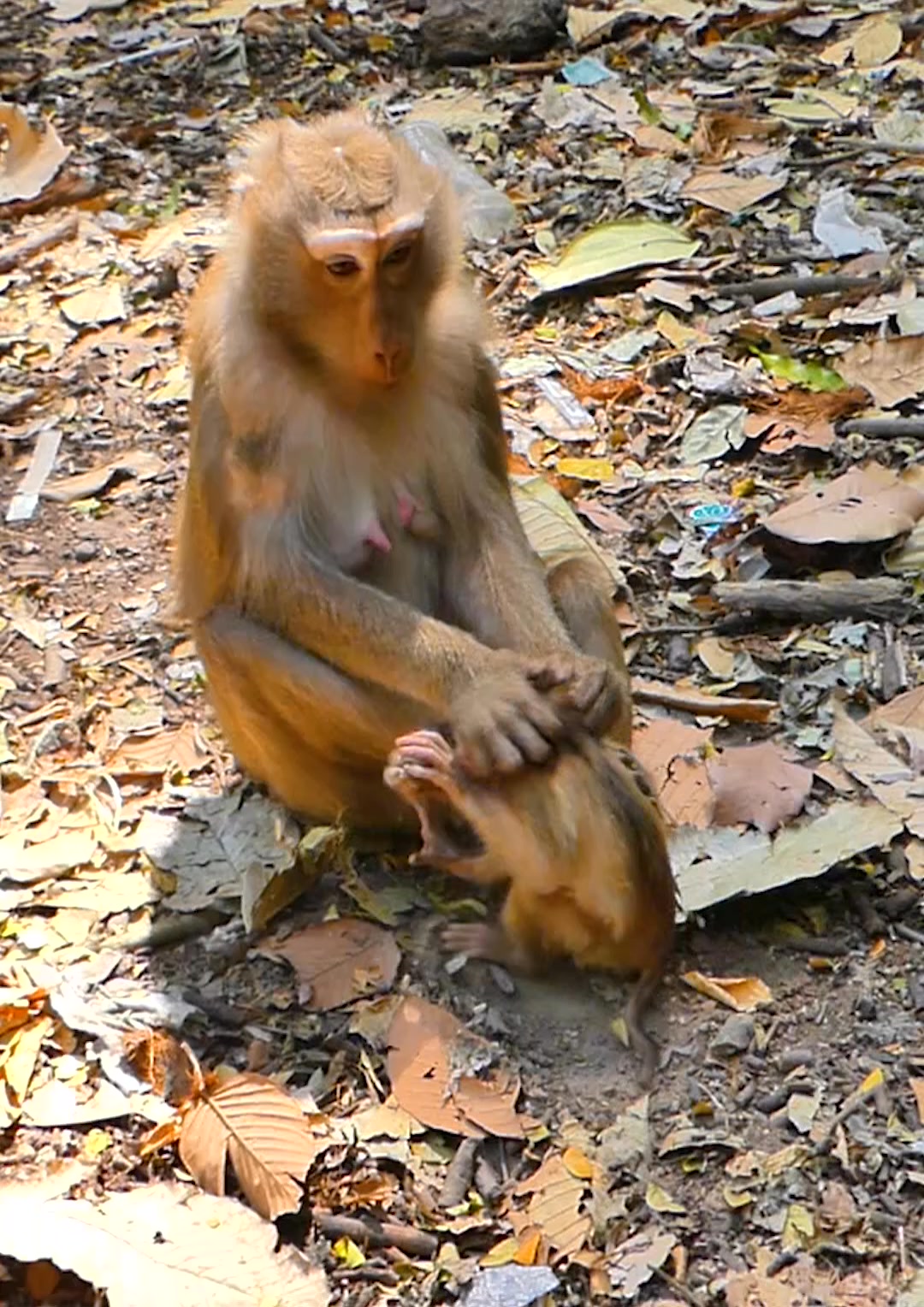 Most pity baby monkey is trying run out of mom by scare when mom tries ...