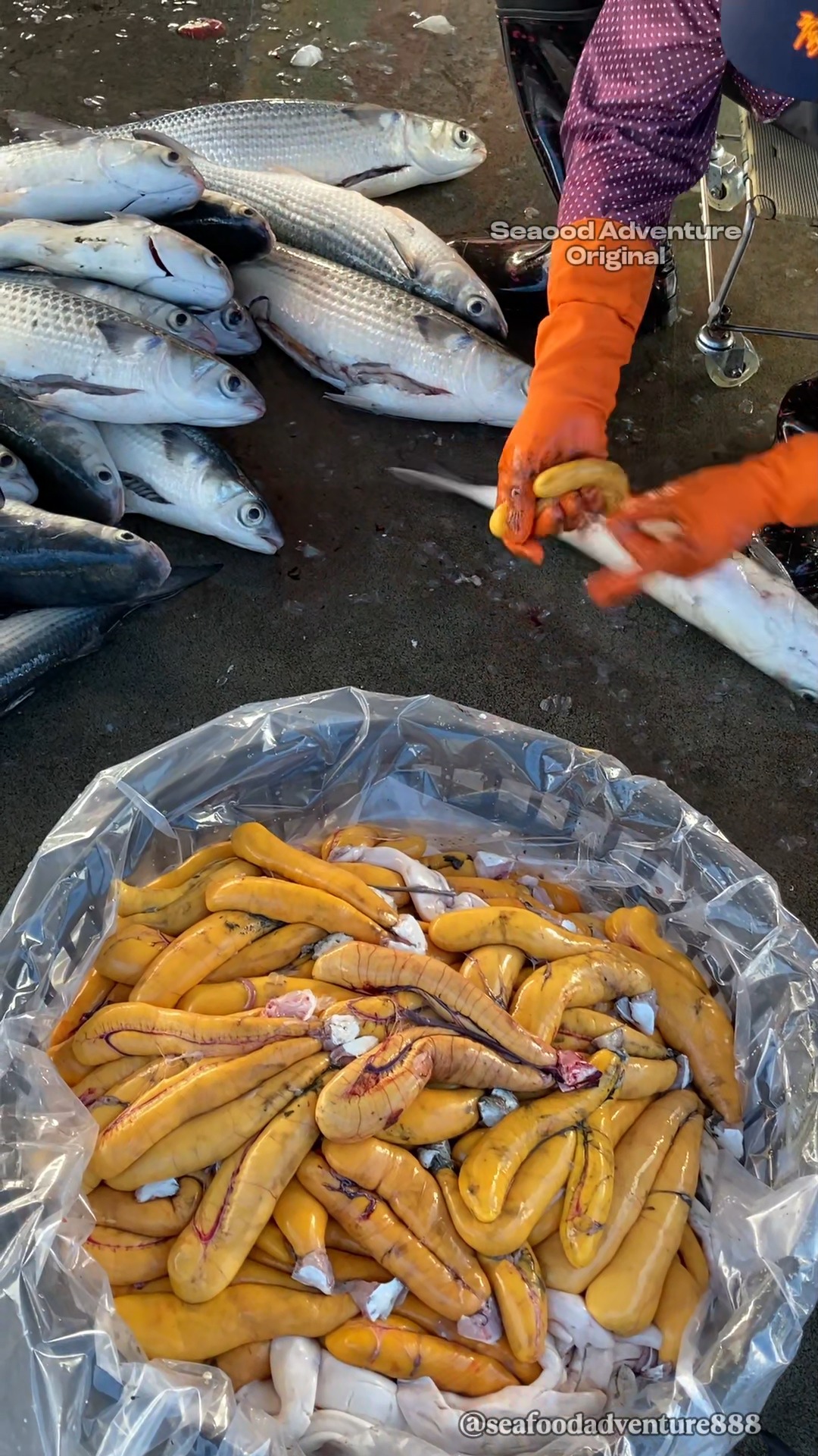 What's That Yellow Stuff in Fish? Take a Guess! #luxurious